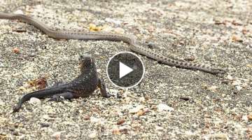 Iguane VS serpents : tension maximale - ZAPPING SAUVAGE